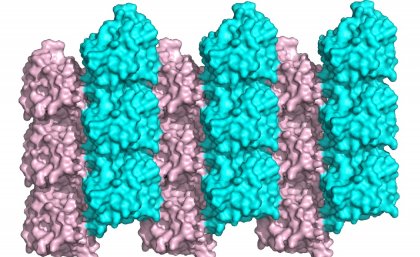 The protein studied , MyD88, is a key signalling molecule in innate immunity pathways. The protein studied , MyD88, is a key signalling molecule in innate immunity pathways